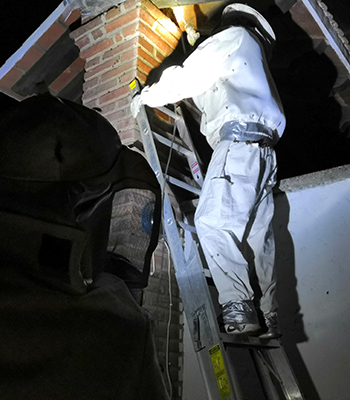 Imperail Bee Workers