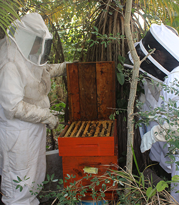 Imperail Bee Workers